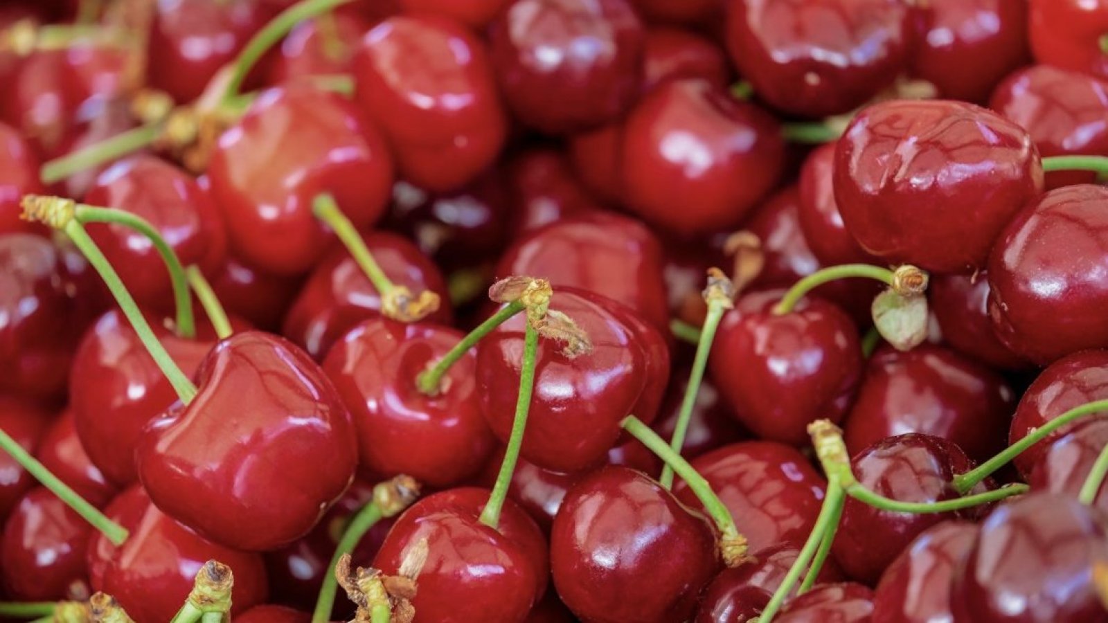 Preocupación en la industria frutícola: Alertan sobre una caída en las proyecciones de exportación de cerezas